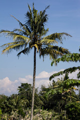 Fototapeta na wymiar palm trees on the rice fields