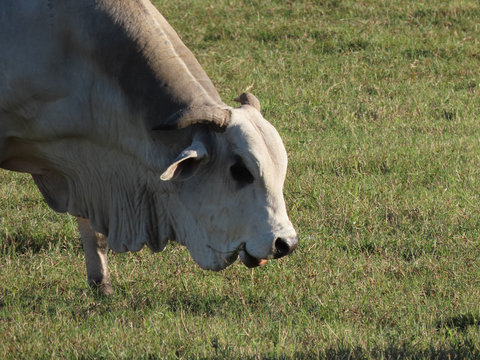 Nelore oxen grazing on a farm