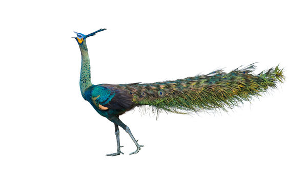 Male Peacock sings on a white background.