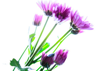 Fototapeta premium High key close up flower isolated against a white background