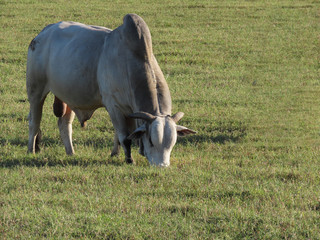 Nelore oxen grazing on a farm