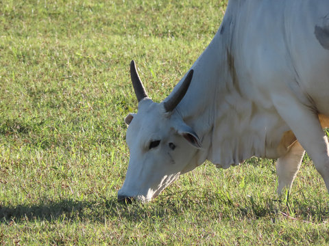 Nelore oxen grazing on a farm