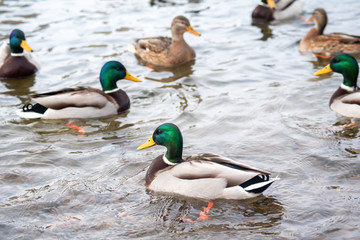 male Mallard ducks swim in the water close up