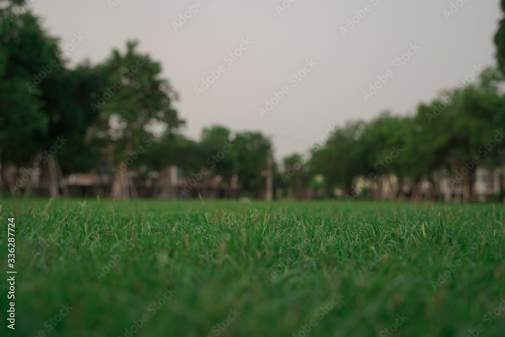 Poster green grass field