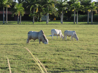 Nelore oxen grazing with coconut trees in the background