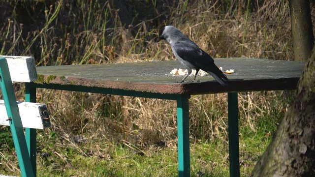 Western Jackdaws (Coloeus monedula) eats food on the table - (4K)
