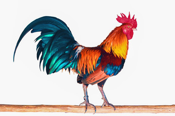 colorful fighting cock on tree stick isolated on white background with clipping path © Mongkolchon