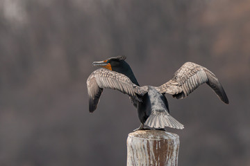 Cormorant on the lake