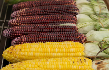 Close-up grilled red and yellow corn on the hot grill.The fresh corn from organic farm, Siam ruby, sweet and delicious.