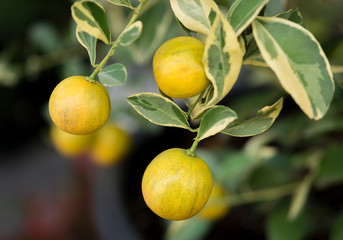 Close-up of small oranges tree with spotted leaves.The fruit eatable with high vitamin C and the small tree use for decoration.