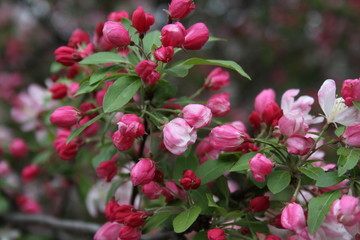 Cherry Blossom 2020 I 