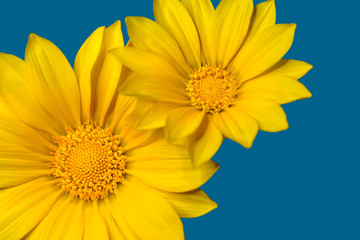 yellow daisy flowers on blue background