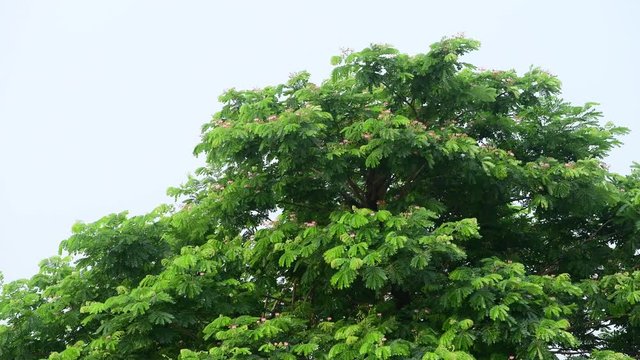 Samanea saman tree slowly swayed by wind blow.