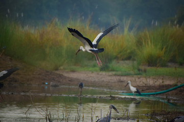 heron in flight