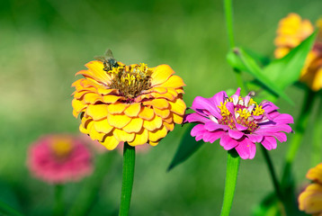bee on the flowers of Cynia close up