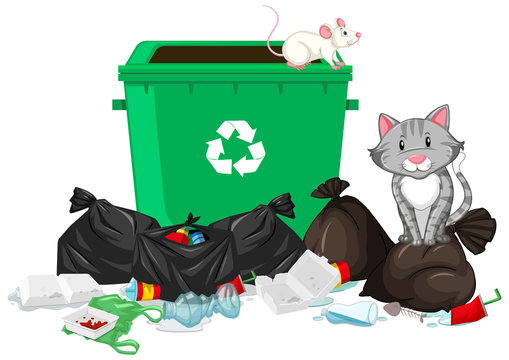 Scene with cat and rat at the trashcan