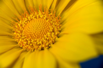 yellow flower macro daisy disk floret