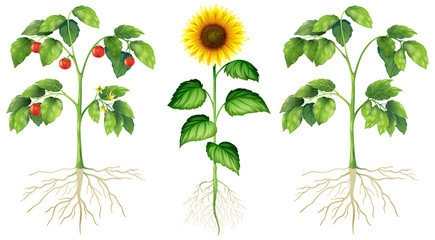 Three different types of plants on white background