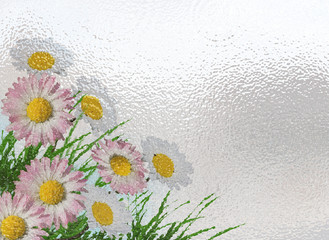 Fototapeta na wymiar spring background isolated daisies flowers grass on white background space for your text