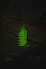 Beautiful leaves in the forest