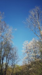 Obraz na płótnie Canvas trees in the spring with blue sky