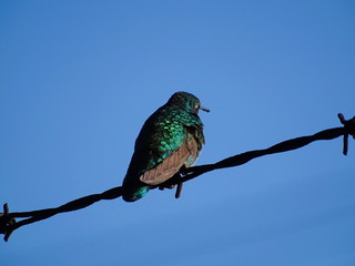 Colibrí