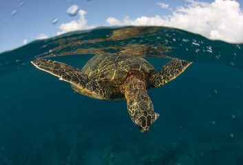 Fototapeta premium Green sea turtle hovers on the west side of maui and comes up or a breath over a sunken pier