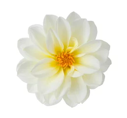 Poster white chrysanthemum © anphotos99