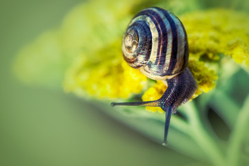 Snail on the yellow flower 