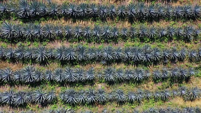 Blue agave, tequila agave, Agave tequilana, Tepic, Riviera Nayarit, Nayarit state, Mexico, Central America, America