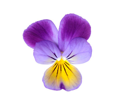 Purple pansy