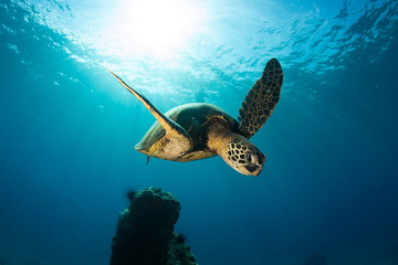 Obraz premium Green sea turtle hovers on the west side of maui and comes up or a breath over a sunken pier