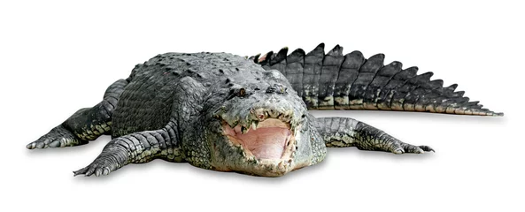 Wandaufkleber altes Krokodil isoliert auf weißem Hintergrund, Beschneidungspfad einschließen © sirawut