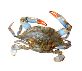 single live crab