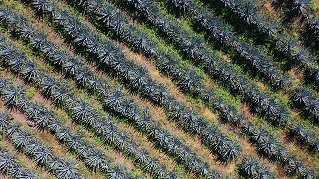 Blue agave, tequila agave, Agave tequilana, Tepic, Riviera Nayarit, Nayarit state, Mexico, Central America, America