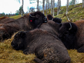 buffalo in the field