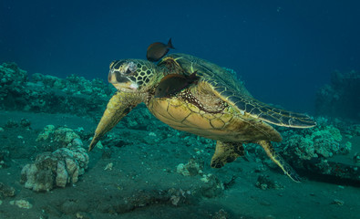Obraz na płótnie Canvas Green sea turtle hovers on the west side of maui and comes up or a breath over a sunken pier
