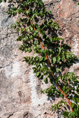 Abstract background wiht stone wall and  green twigs
