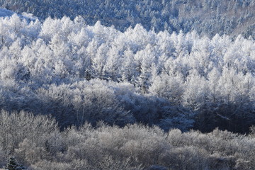 樹氷、霧氷、寒い朝、北海道、森、自然、冬、風景、木、雪、雪景色、山、森林、緑、植物、朝、雪山、林、氷、冬景色、自然現象、早朝、霜、樹木、新緑、冬の朝、寒い、日本、壁紙、積雪、白色、緑色、背景、バックグラウンド、模様、素材、背景素材、コピースペース、気象、冷たい、景色、屋外、エゾマツ、トドマツ、松