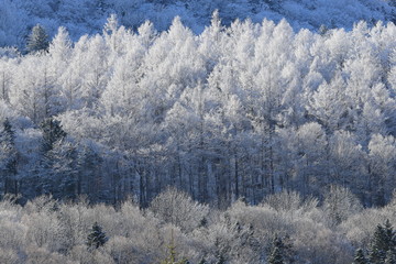 樹氷、霧氷、寒い朝、北海道、森、自然、冬、風景、木、雪、雪景色、山、森林、緑、植物、朝、雪山、林、氷、冬景色、自然現象、早朝、霜、樹木、新緑、冬の朝、寒い、日本、壁紙、積雪、白色、緑色、背景、バックグラウンド、模様、素材、背景素材、コピースペース、気象、冷たい、景色、屋外、エゾマツ、トドマツ、松