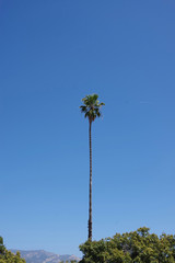 A single very tall California fan palm under a bright blue springtime sky in Santa Barbara