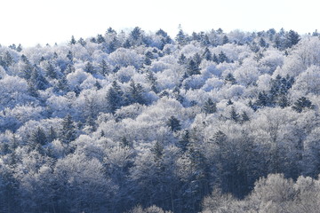 樹氷、霧氷、寒い朝、北海道、森、自然、冬、風景、木、雪、雪景色、山、森林、緑、植物、朝、雪山、林、氷、冬景色、自然現象、早朝、霜、樹木、新緑、冬の朝、寒い、日本、壁紙、積雪、白色、緑色、背景、バックグラウンド、模様、素材、背景素材、コピースペース、気象、冷たい、景色、屋外、エゾマツ、トドマツ、松