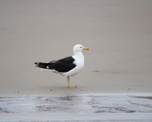 seagull on the beach