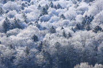 樹氷、霧氷、寒い朝、北海道、森、自然、冬、風景、木、雪、雪景色、山、森林、緑、植物、朝、雪山、林、氷、冬景色、自然現象、早朝、霜、樹木、新緑、冬の朝、寒い、日本、壁紙、積雪、白色、緑色、背景、バックグラウンド、模様、素材、背景素材、コピースペース、気象、冷たい、景色、屋外、エゾマツ、トドマツ、松