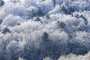 樹氷、霧氷、寒い朝、北海道、森、自然、冬、風景、木、雪、雪景色、山、森林、緑、植物、朝、雪山、林、氷、冬景色、自然現象、早朝、霜、樹木、新緑、冬の朝、寒い、日本、壁紙、積雪、白色、緑色、背景、バックグラウンド、模様、素材、背景素材、コピースペース、気象、冷たい、景色、屋外、エゾマツ、トドマツ、松