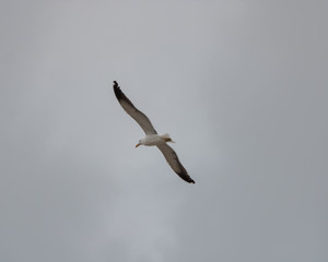 seagull in flight