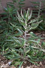 Fototapeta premium Alligator Plants in Desert Backyard