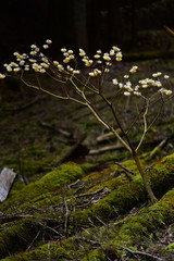 秘境の花園　ミツマタ群生地