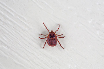 A true ixodid mite blood sucking parasite carrying the acarid disease sits on a On a white field on a hot summer day, hunting in anticipation of the victim