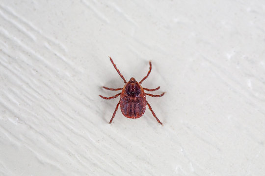 A true ixodid mite blood sucking parasite carrying the acarid disease sits on a On a white field on a hot summer day, hunting in anticipation of the victim
